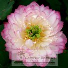 1 Professional / Peonies Lotus Pink Nelumbo Nucifera DIY Pack, seeds Lu...