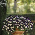 Purple White Pansy, 20 Winter Cool Wave Violet Hanging seeds, Trailing Flower...