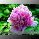 Rare 'Purple Chief' Shiny Peony Shrub Professional 5 / Seeds, Pack, Seeds Pac...