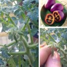 Heirloom Small Purple Hybrid F1, 100 yield Bright Seeds, high vegetables