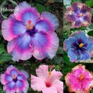 Rare Mix Colors Hibiscus Potted Perennial 20 rose mallow up your Giant Seeds ...