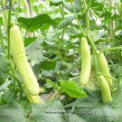 Cucumber White Wonder 10 Professional sweet juicy thin skinned Long ...