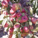 1 Professional 2 / Red Flat Peach Peento Saucer Pack, seeds
