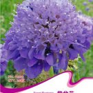 Purple Scabiosa 20 / Pincushion Seeds, Original Pack, Seeds
