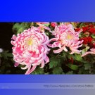 Pink Chrysanthemum Professional 50 / Perennial Bonsai Seeds, Pack, Seeds