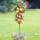 Red Sweet Bonsai Apple Tree Fruit Professional 10 / Tasty Juicy Organic Seeds...