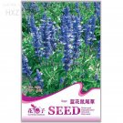 Beautiful Blue 30 aroma ornamental up your Sage Seeds, Original Package, seed...