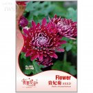 Noble Chrysanthemum Balcony Potted 20 ornamental Seeds Seeds, Original Pack, ...