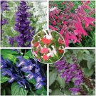 Imported Mixed 5 Typed of Salvia with tubular Professional 20 deep purple bla...