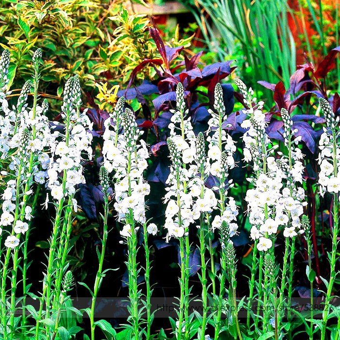 Veronica Spicata 'Noah Williams' White Spiked Speedwell Perennial Professiona...