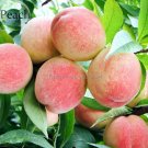 Sweet Juicy Peach Tree, 2 Seeds, garden organic
