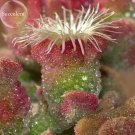 Heirloom Mesembryanthemum Crystallinum Succulent 10 Cactus Samen up your desk...
