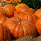 Rare Pumpkin professional 5 heirloom ornamental Giant Seeds, pack, veg...