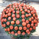 Small Potted Edible Bonsai Professional 20 / Tasty Sweet Fruit Ornamental Ora...