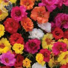 Portulaca Mixed Colorful Moss Rose 200 double petals Grandiflora See...