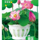 Rare 'Bee' Series Double-Petaled Pink Lotus - Miniature Nelumbo Seeds