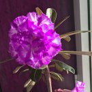 Adenium Desert Rose White Purple Double Seeds