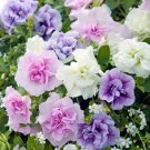 'Xin Hun' Colorful Petunia 200 Professional annual white pink purple mixed do...