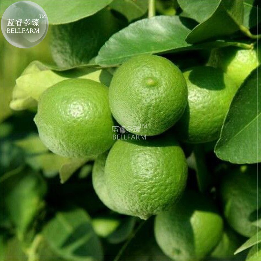 Lemon Mexican Fruit Tree 20 professional juicy tasty Green Seeds, se...