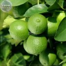 Lemon Mexican Fruit Tree 20 professional juicy tasty Green Seeds, se...