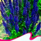 Blue Woodland Perennial 30 / Salvia Officinalis Sage Seeds, Original Pack, Se...