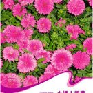 Pink China Aster 50 / Callistephus chinensis Nees Annual Seeds, Original Pack...