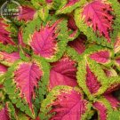 Premium Sun Coleus Professional 20 yellow red petals Seeds, Pack, green