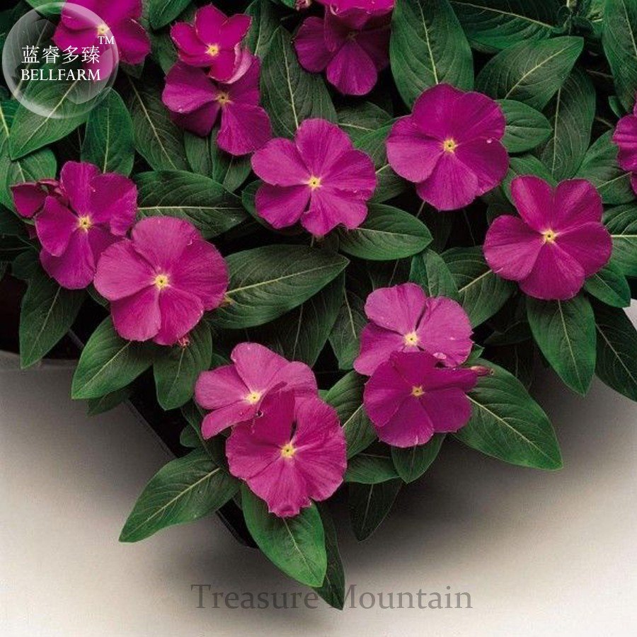 Heirloom Sunstorm Deep Purple Vinca Professional 10 Annual ornamental Seeds, ...