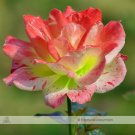 1 Professional approx 100 / Pink Rose with Red Dot Pack, Seeds Light Gr...