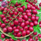 Cherry 'Rose Red Fruit Grape' Seeds