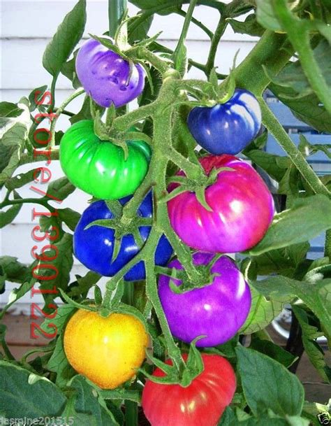 very rare imported rainbow bonsai fruit& Potted for BigFamily 100pcs Seeds ve...