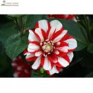 Red White Dahlia Pinnata 20+ Bonsai Indoor Outdoor Seeds Garden