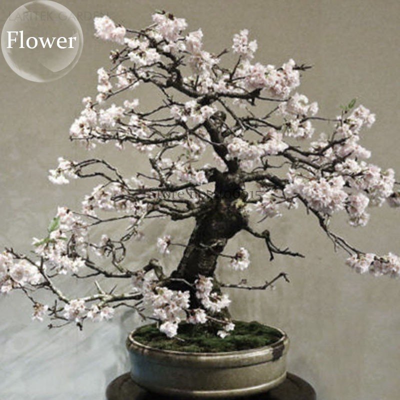 White Prunus Mini Bonsai Pear Tree, 10 Ornamental for home Seeds, garden
