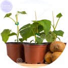 Bonsai Kiwi Fruit 100 Easy to sweet juicy Seeds, grow