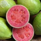 Apple (Psidium 20 Professional tasty Guava Guajava) Seeds, Pa...