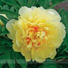 Heirloom Red Yellow Double Blooms Peony Tree Professional 5 / Cold Hardy Paeo...