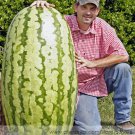 Watermelon F1 Professional 10 / Rare Japan Cultivar Melon Giant 'Iwanaga Gian...