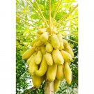 6 Yellow Papaya Tree Female Professional tasty chest Seeds, Pack, bi...