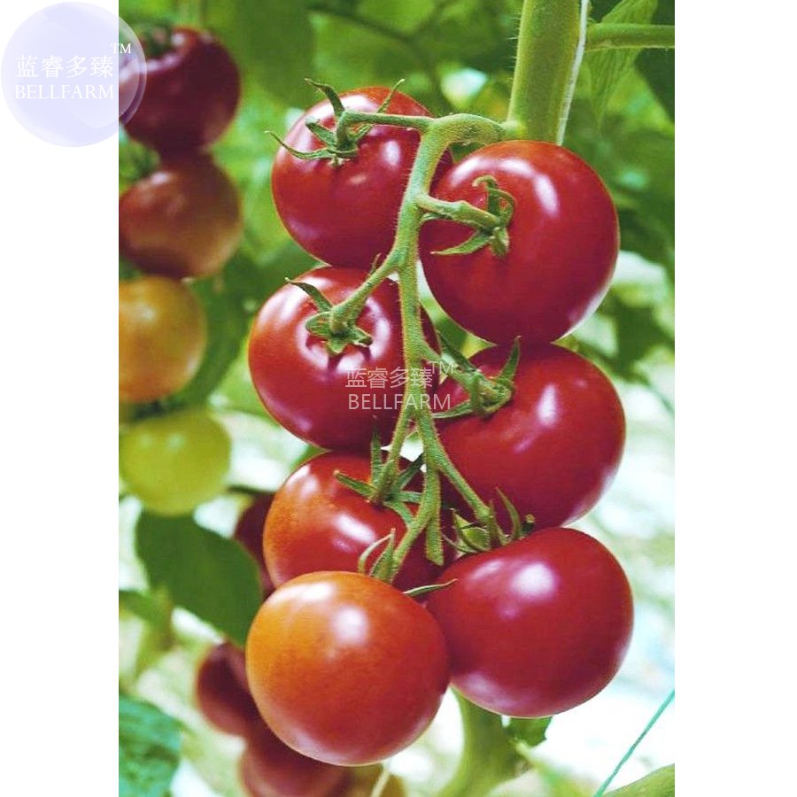 Dark Red Seeds