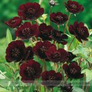 Rare Chocolate Cosmos Professional Beautiful Coreopsis New Variety Seeds, Pack,