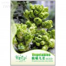 Brassica Juncea Coss 30 natural and healthy Organic Vegetable Seeds, Original...