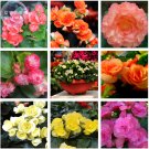 35+ Mixed 9 Types of Professional perennial all seasons Begonia Seed...