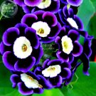 Tricolor Petunia Annual Indoor Bonsai 200 Rare Stunning Seeds, Seeds...