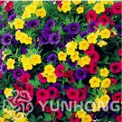 Mini Calibrchoa Million Bells Annual Bonsai, Vary Colors Autumn Seasons Indoo...