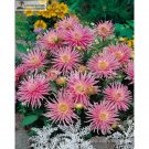 'Park Princess' Pink Spider Dahlia Pinnata 20+ Compact Attract Bees Seeds Garden