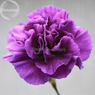 Rare Heirloom 'Zi Zun' Purple Carnation Annual 50 mother Seeds, light fragrant