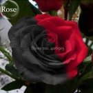 Rare Beautiful Black Red Rose Shrub 50 and attractive butterfly up your Seeds...