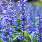 Imported Hyssop - Professional 20 creates a aromatic honey Seeds, Pa...