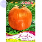 Pumpink 6 ornamental per Giant Seeds, Original packs, 50-250kgs