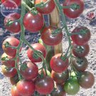 Rosella Cherry 100 professional smooth purplish dark red Seeds, pack, ...
